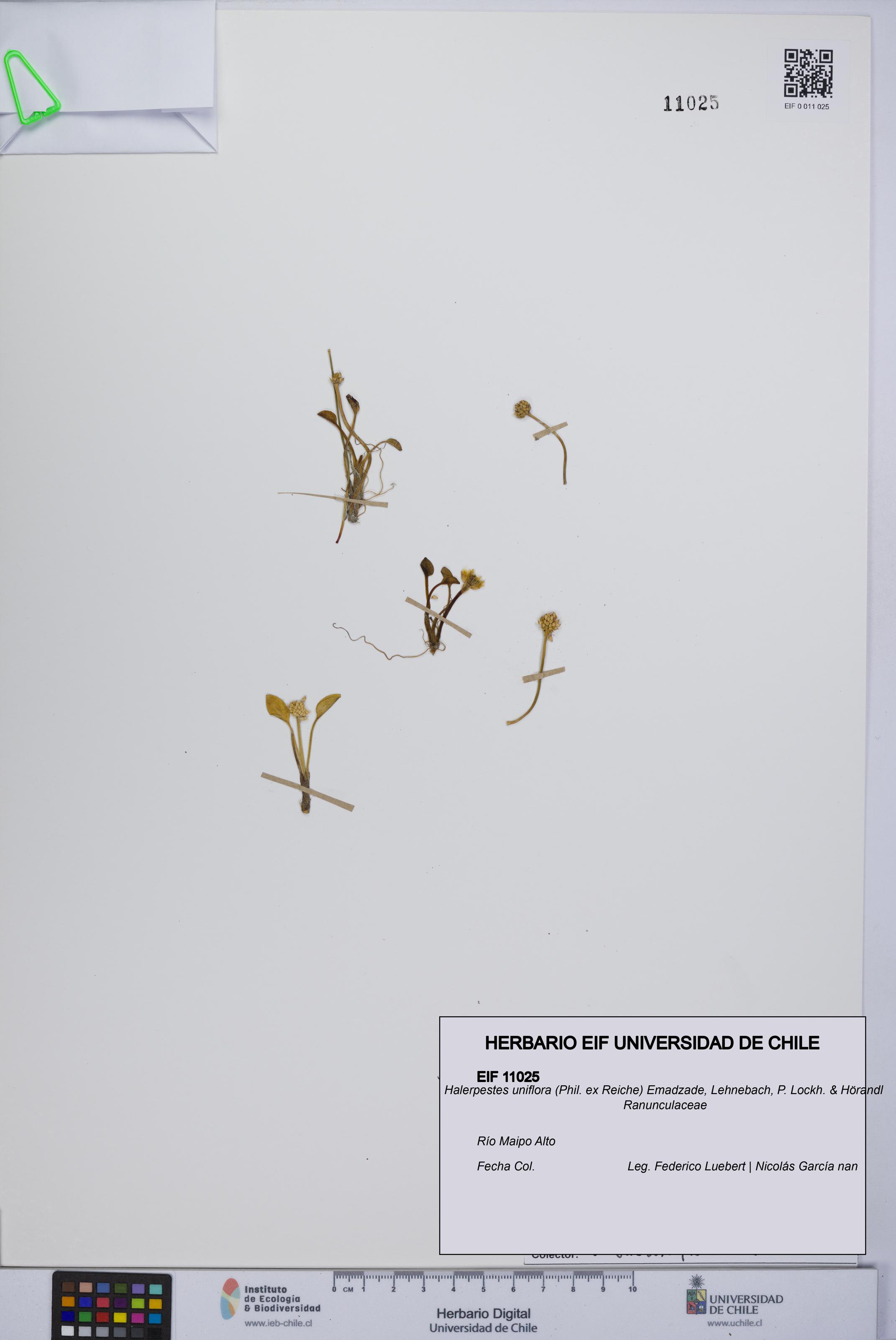 Halerpestes uniflora [Espécimen: UCH:EIF:0011025]