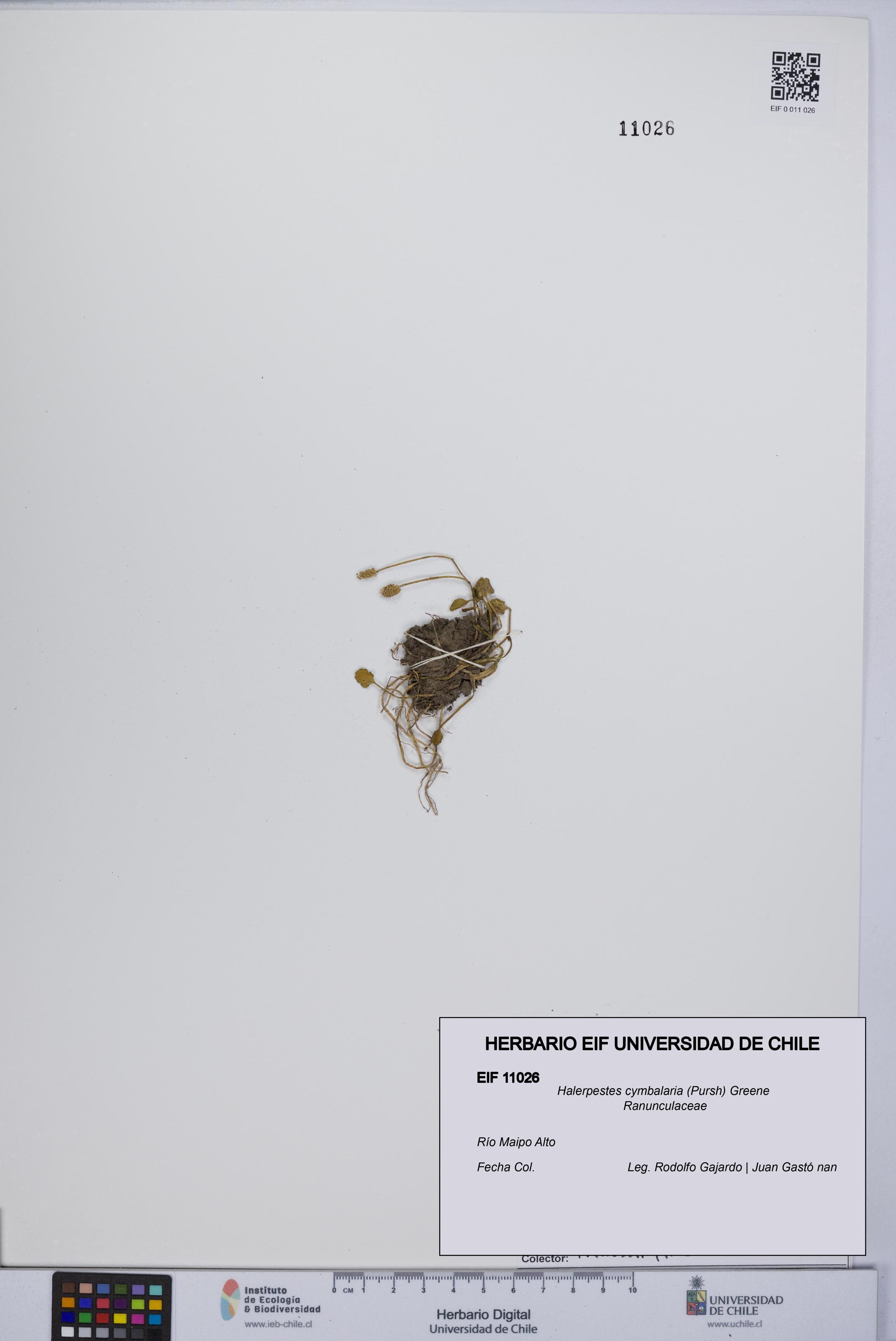 Halerpestes cymbalaria [Espécimen: UCH:EIF:0011026]