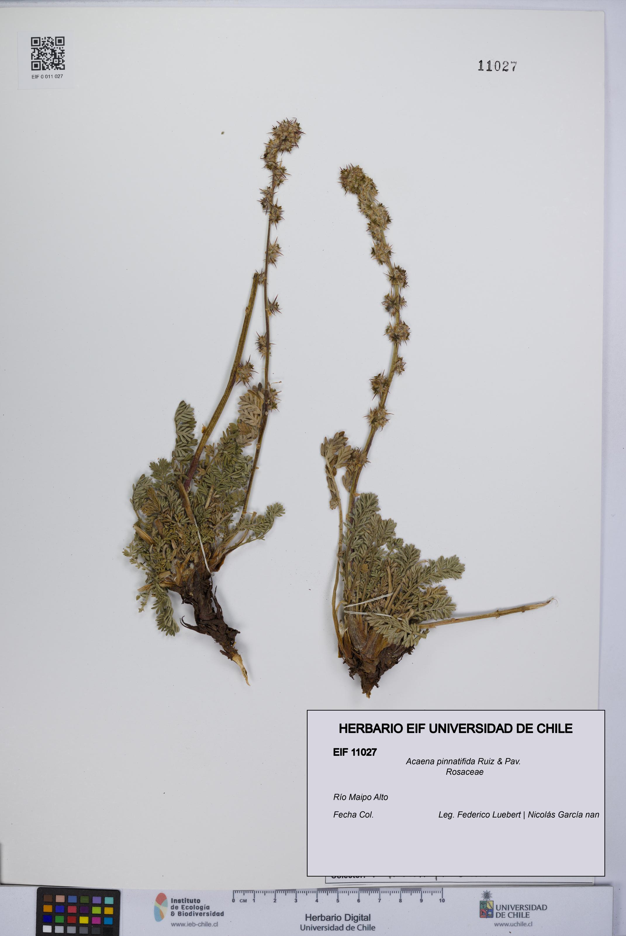 Acaena pinnatifida [Espécimen: UCH:EIF:0011027]