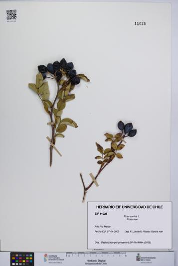 Rosa canina [Espécimen: UCH:EIF:0011028]