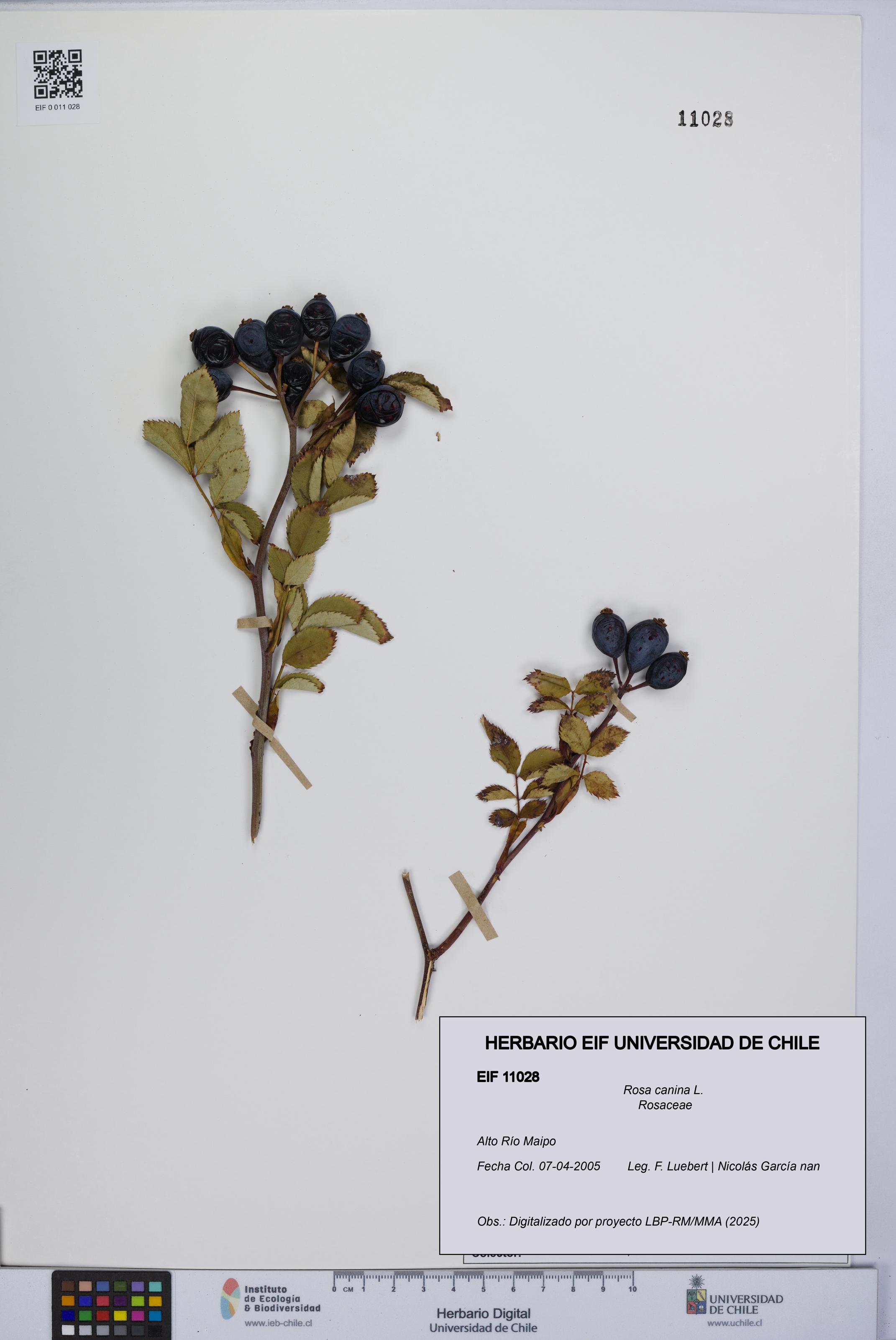 Rosa canina [Espécimen: UCH:EIF:0011028]