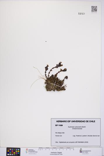 Euphrasia subexserta [Espécimen: UCH:EIF:0011029]