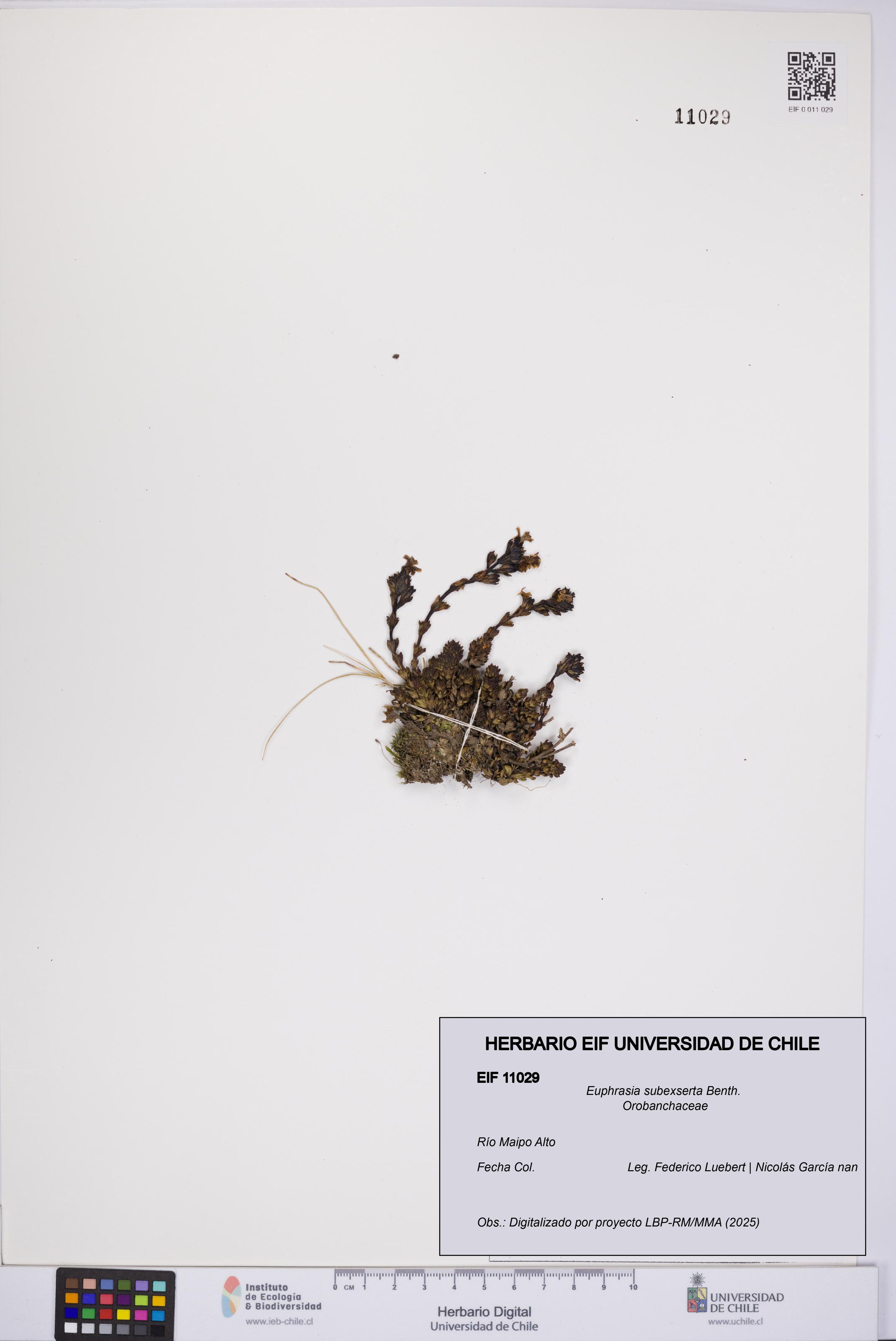 Euphrasia subexserta [Espécimen: UCH:EIF:0011029]