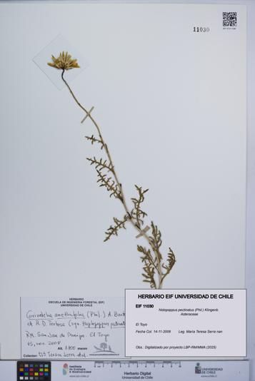 Notopappus pectinatus [Espécimen: ]