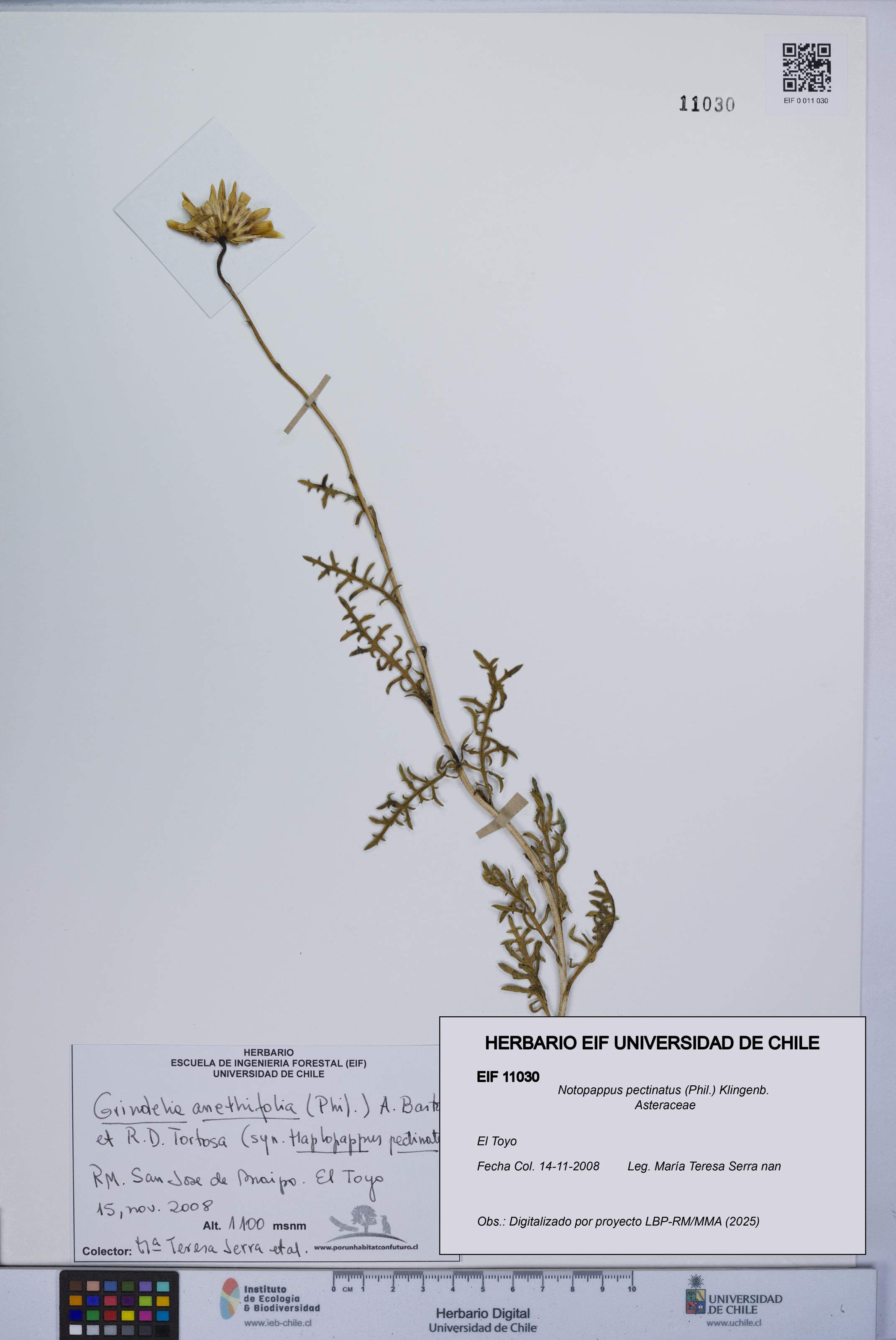 Notopappus pectinatus [Espécimen: ]