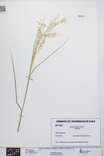 Melica longiflora [Espécimen: UCH:EIF:0011031]