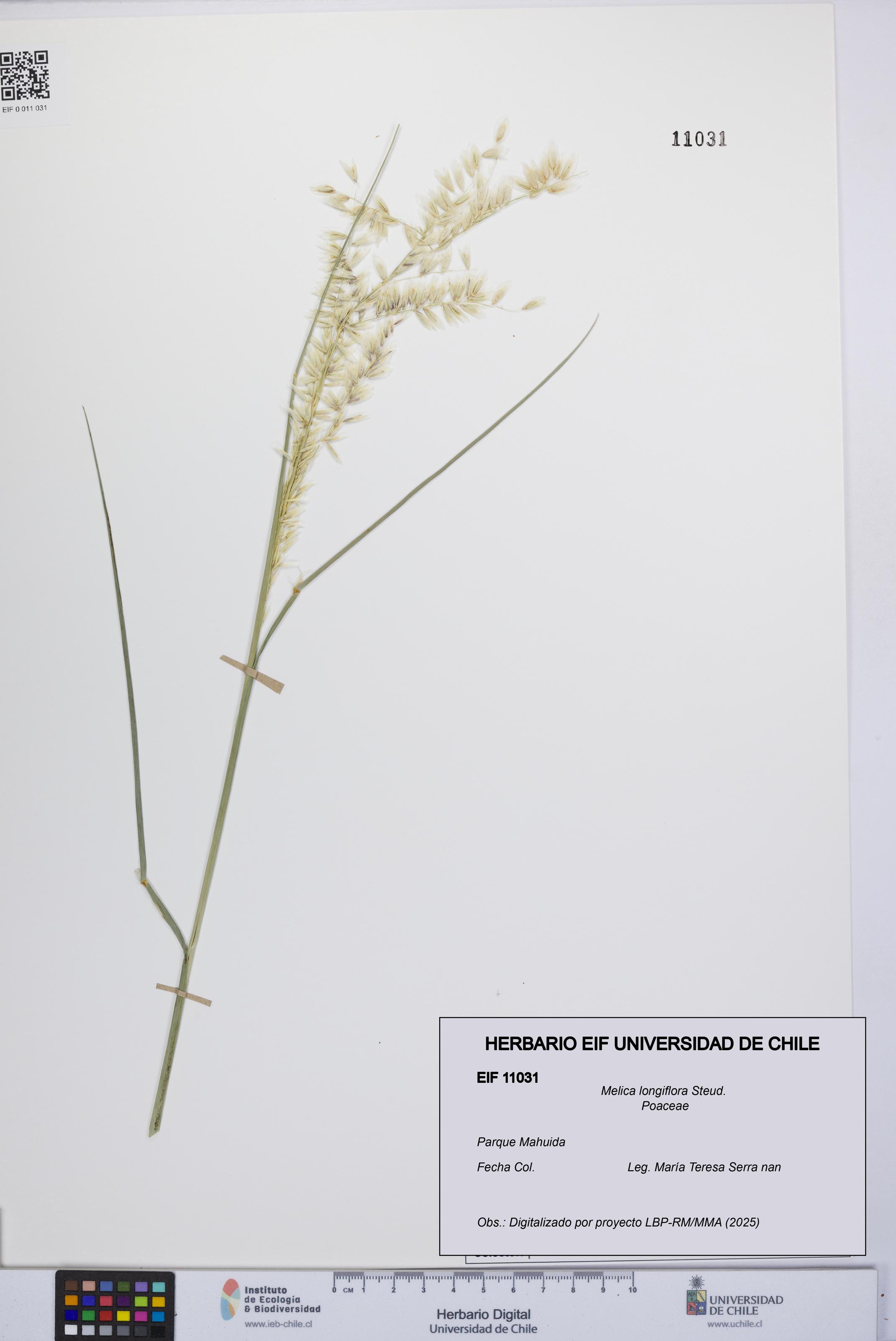 Melica longiflora [Espécimen: UCH:EIF:0011031]