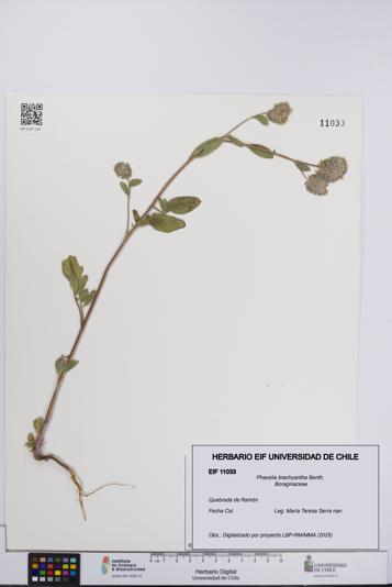 Phacelia brachyantha [Espécimen: UCH:EIF:0011033]