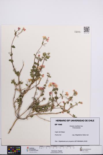 Viviania marifolia [Espécimen: UCH:EIF:0011043]