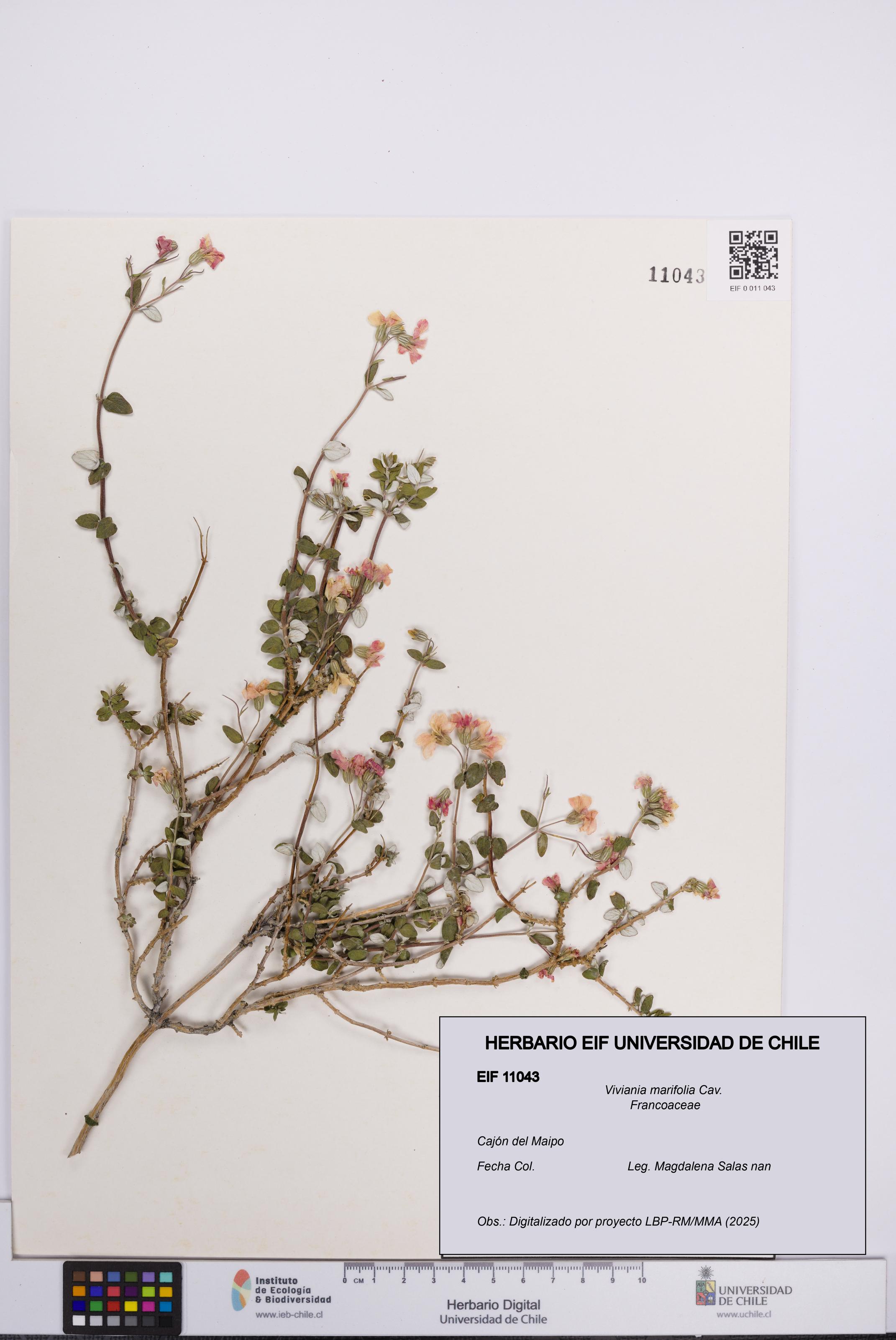 Viviania marifolia [Espécimen: UCH:EIF:0011043]