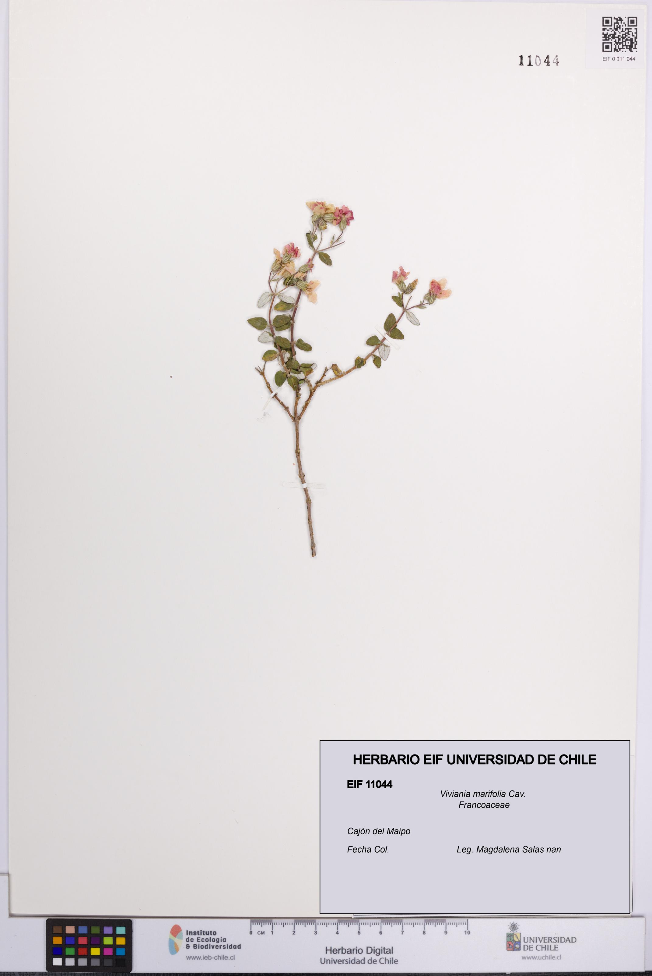 Viviania marifolia [Espécimen: UCH:EIF:0011044]