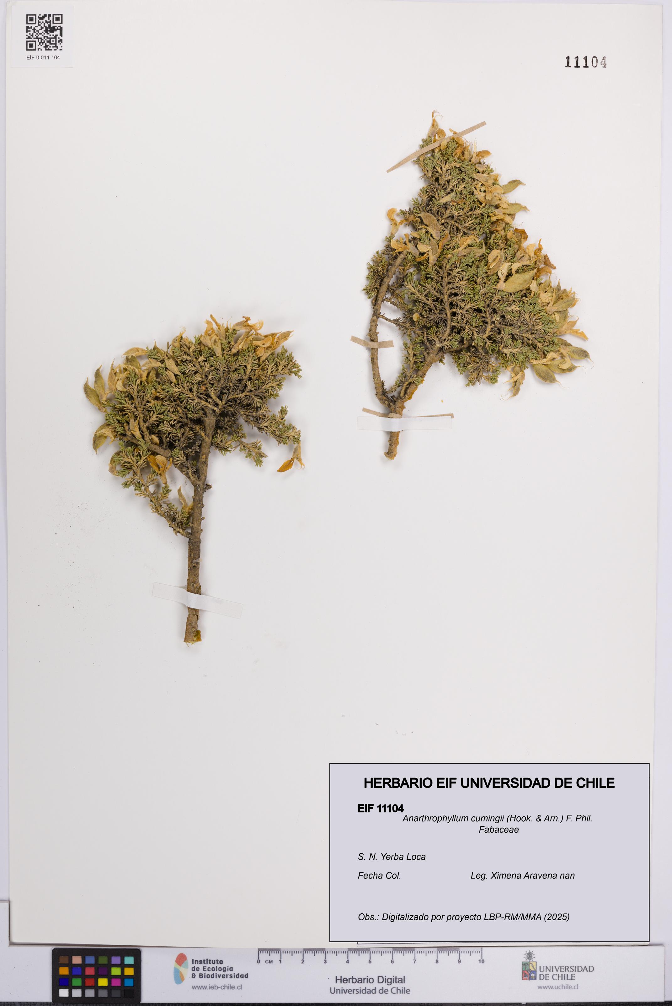 Anarthrophyllum cumingii [Espécimen: UCH:EIF:0011104]