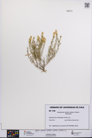 Nardophyllum lanatum [Espécimen: UCH:EIF:0011105]