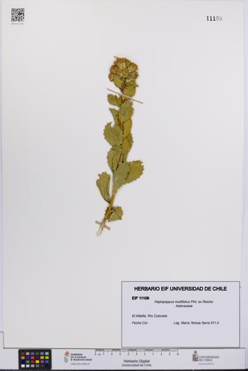 Haplopappus multifolius [Espécimen: UCH:EIF:0011109]