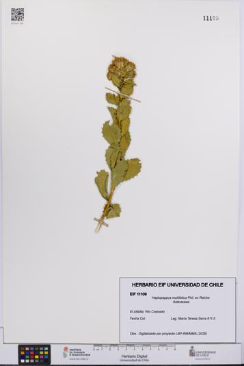 Haplopappus multifolius [Espécimen: UCH:EIF:0011109]