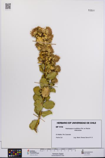 Haplopappus multifolius [Espécimen: UCH:EIF:0011110]