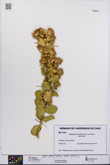 Haplopappus multifolius [Espécimen: UCH:EIF:0011110]