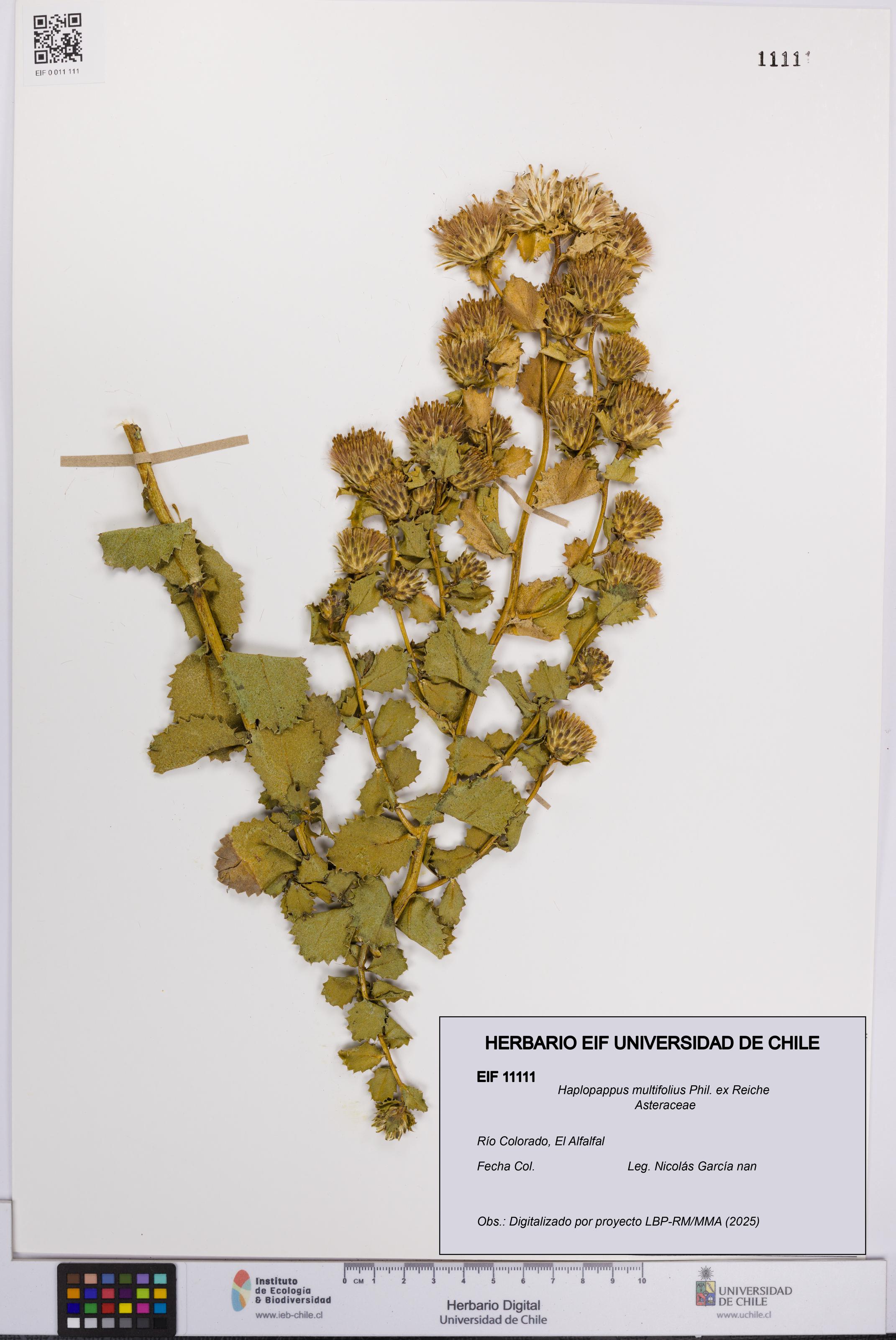 Haplopappus multifolius [Espécimen: UCH:EIF:0011111]