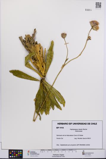 Haplopappus taeda [Espécimen: UCH:EIF:0011113]