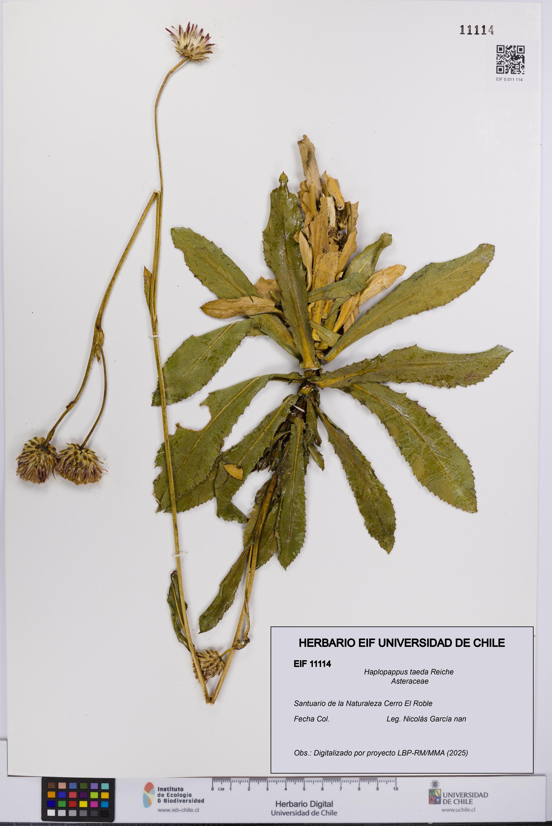 Haplopappus taeda [Espécimen: UCH:EIF:0011114]