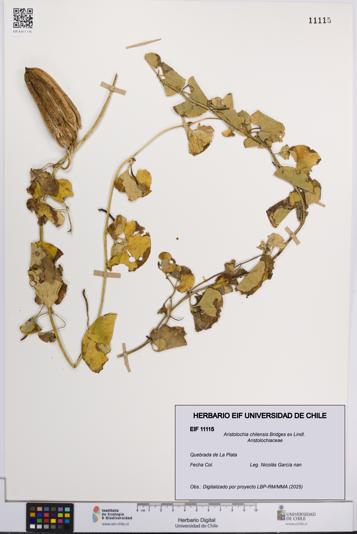 Aristolochia chilensis [Espécimen: UCH:EIF:0011115]