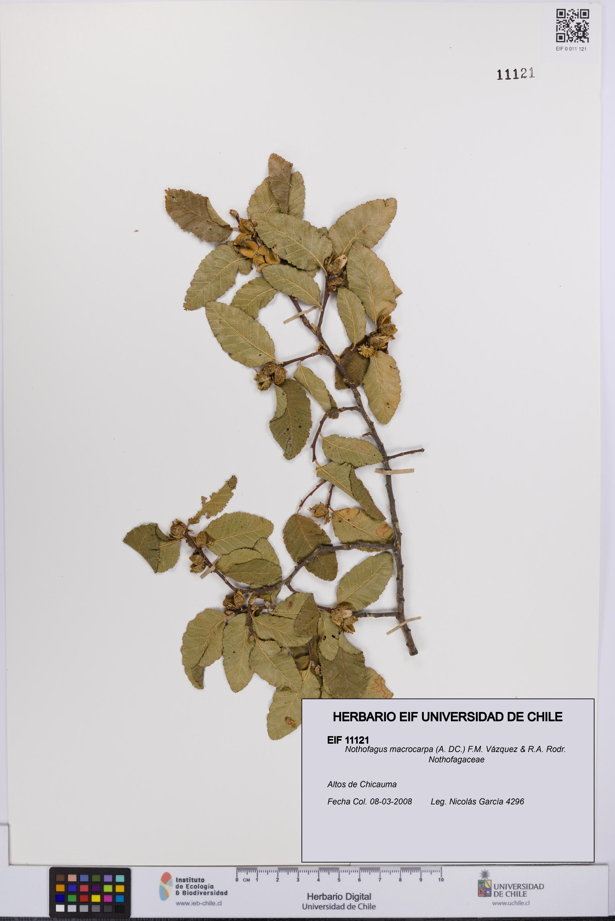 Nothofagus macrocarpa [Espécimen: UCH:EIF:0011121]