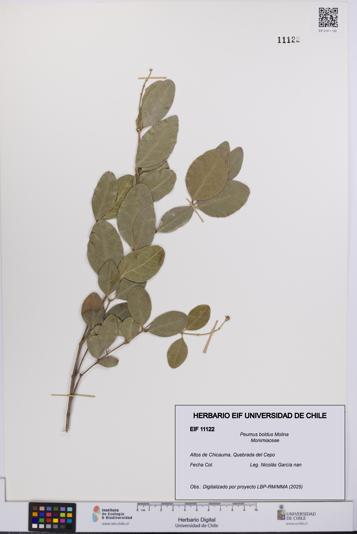 Peumus boldus [Espécimen: UCH:EIF:0011122]