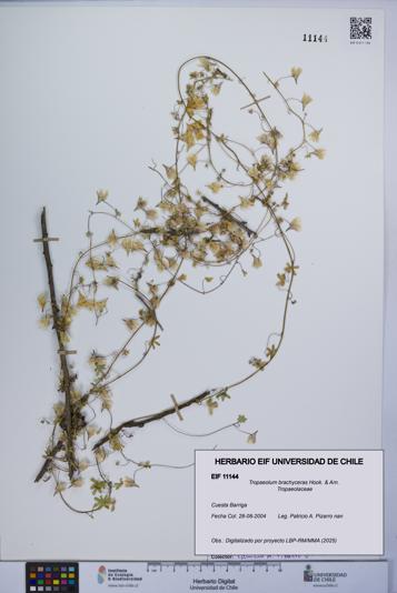 Tropaeolum brachyceras [Espécimen: UCH:EIF:0011144]