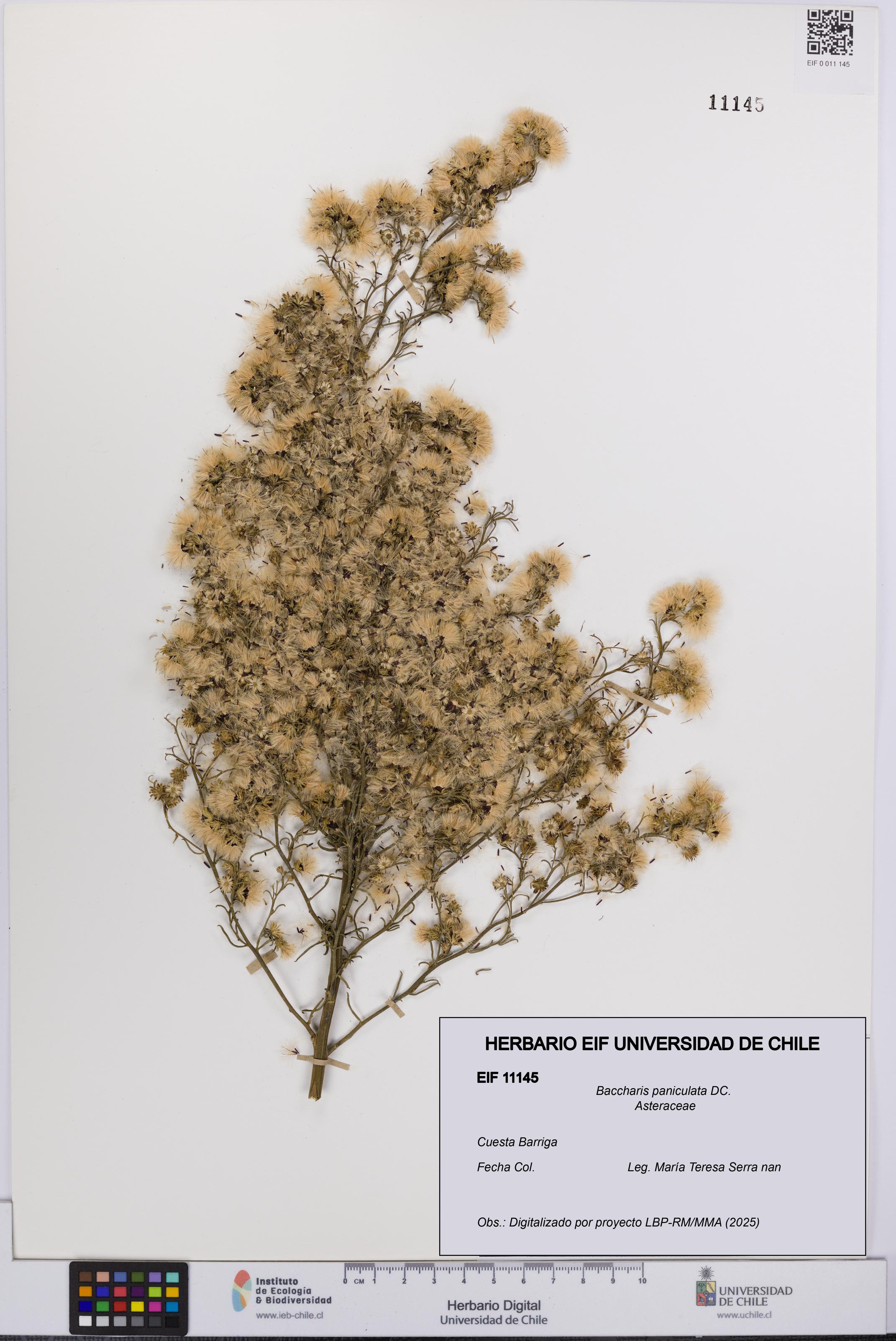 Baccharis paniculata [Espécimen: UCH:EIF:0011145]
