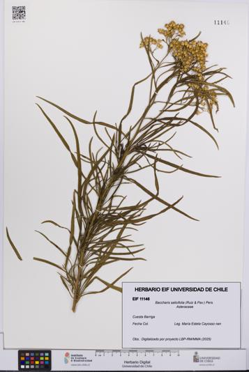 Baccharis salicifolia [Espécimen: UCH:EIF:0011146]