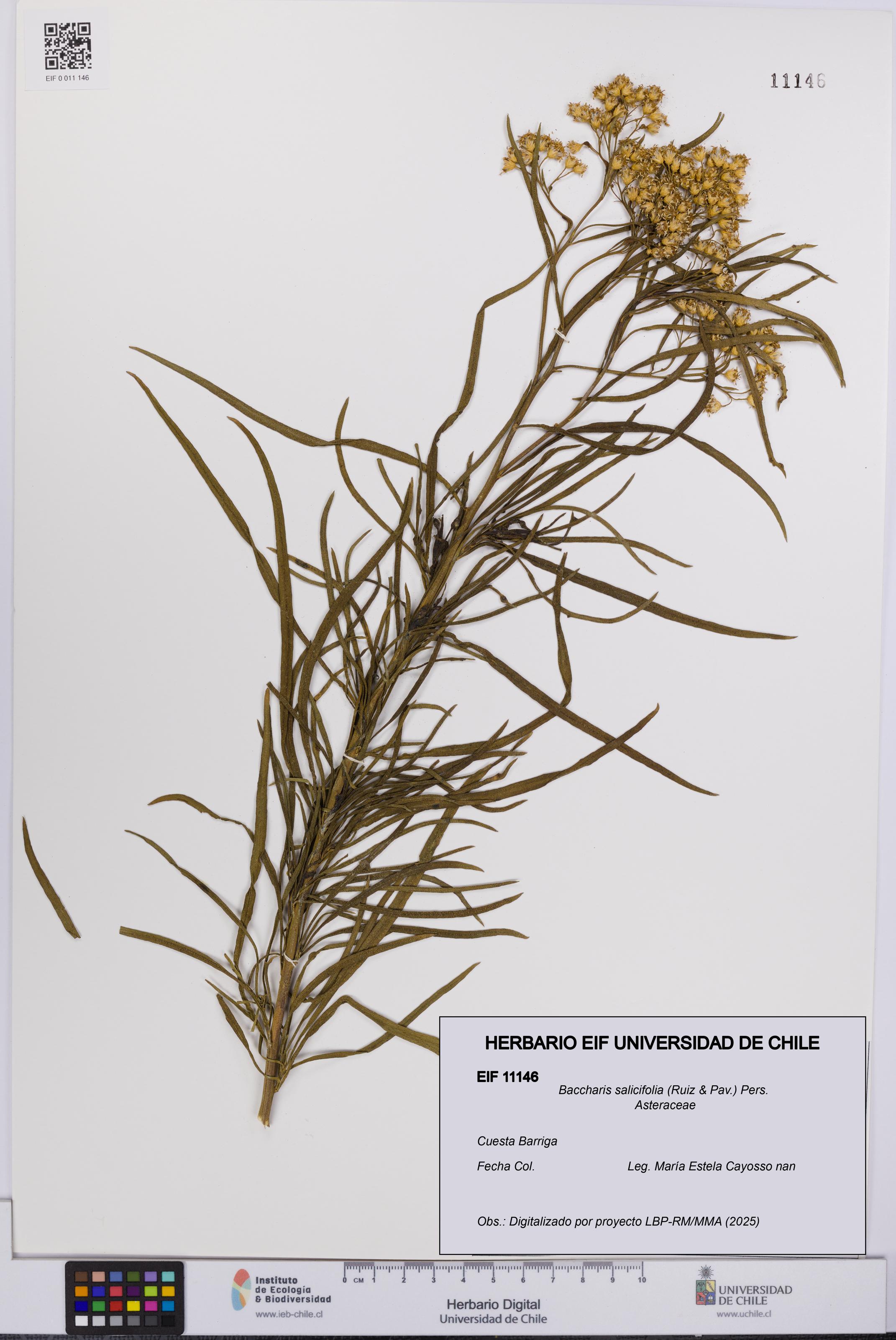Baccharis salicifolia [Espécimen: UCH:EIF:0011146]