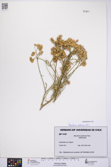 Baccharis glutinosa [Espécimen: UCH:EIF:0011147]