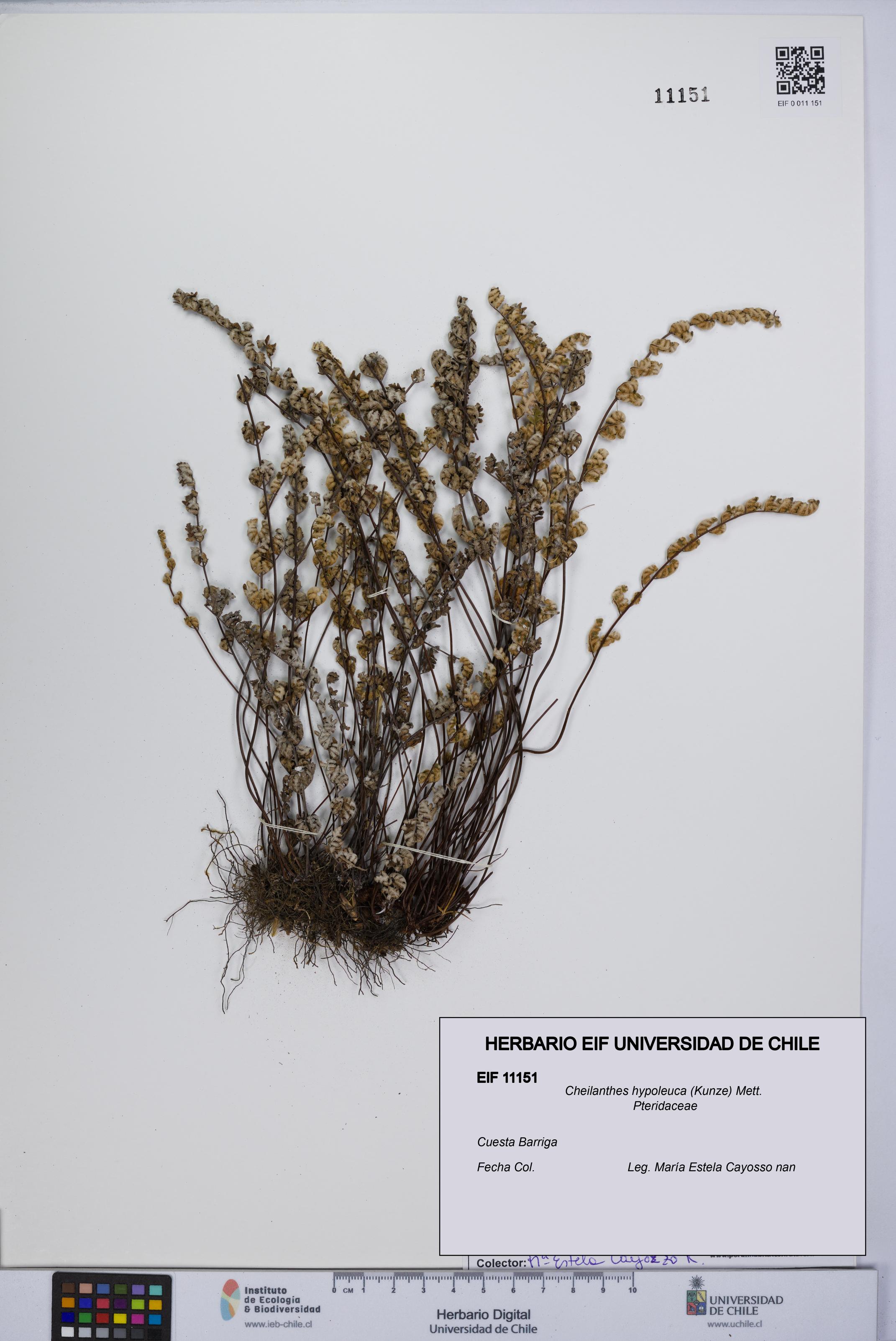 Cheilanthes hypoleuca [Espécimen: UCH:EIF:0011151]