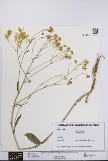 Isatis tinctoria [Espécimen: UCH:EIF:0011152]
