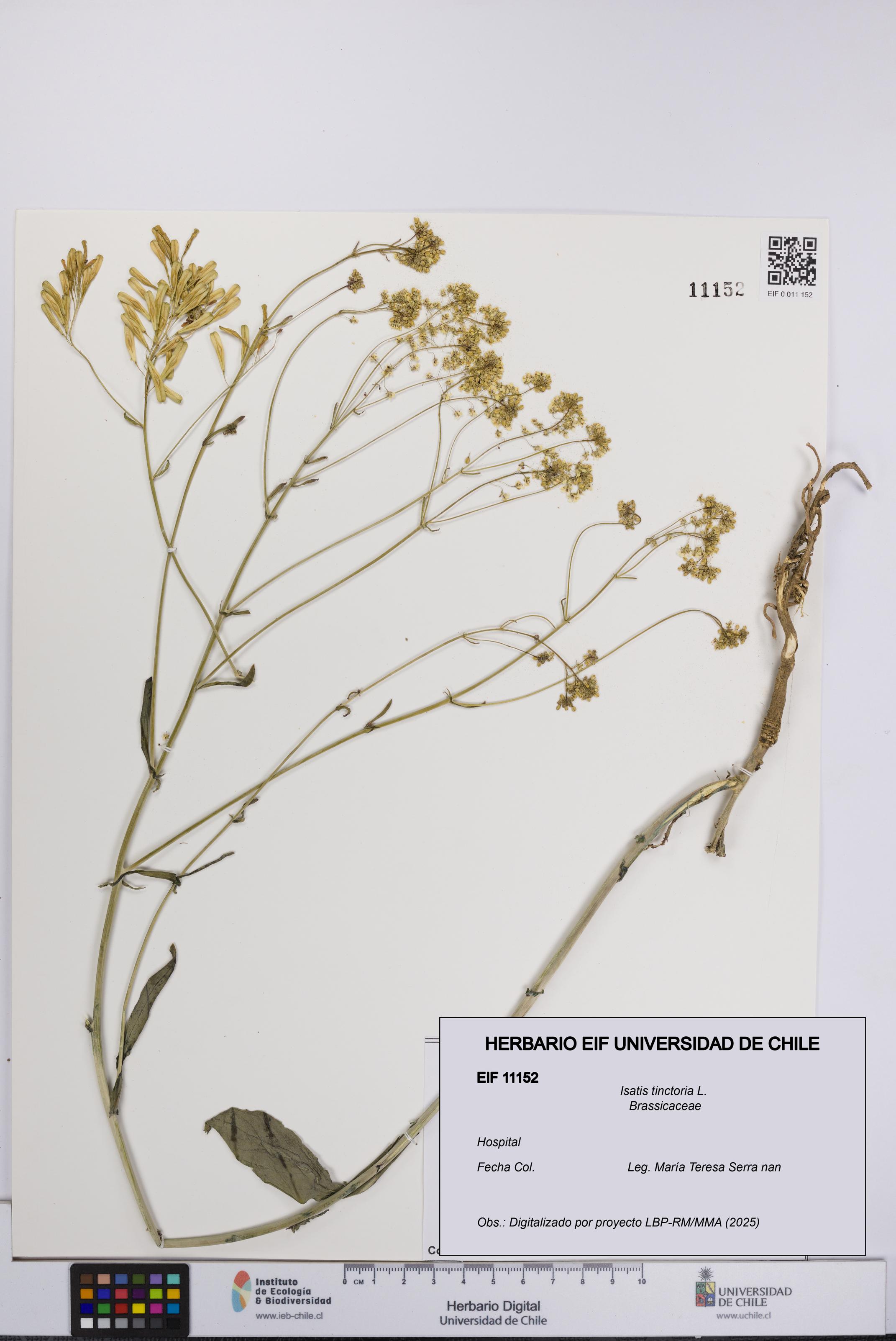 Isatis tinctoria [Espécimen: UCH:EIF:0011152]