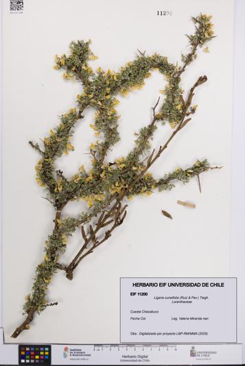 Ligaria cuneifolia [Espécimen: UCH:EIF:0011200]