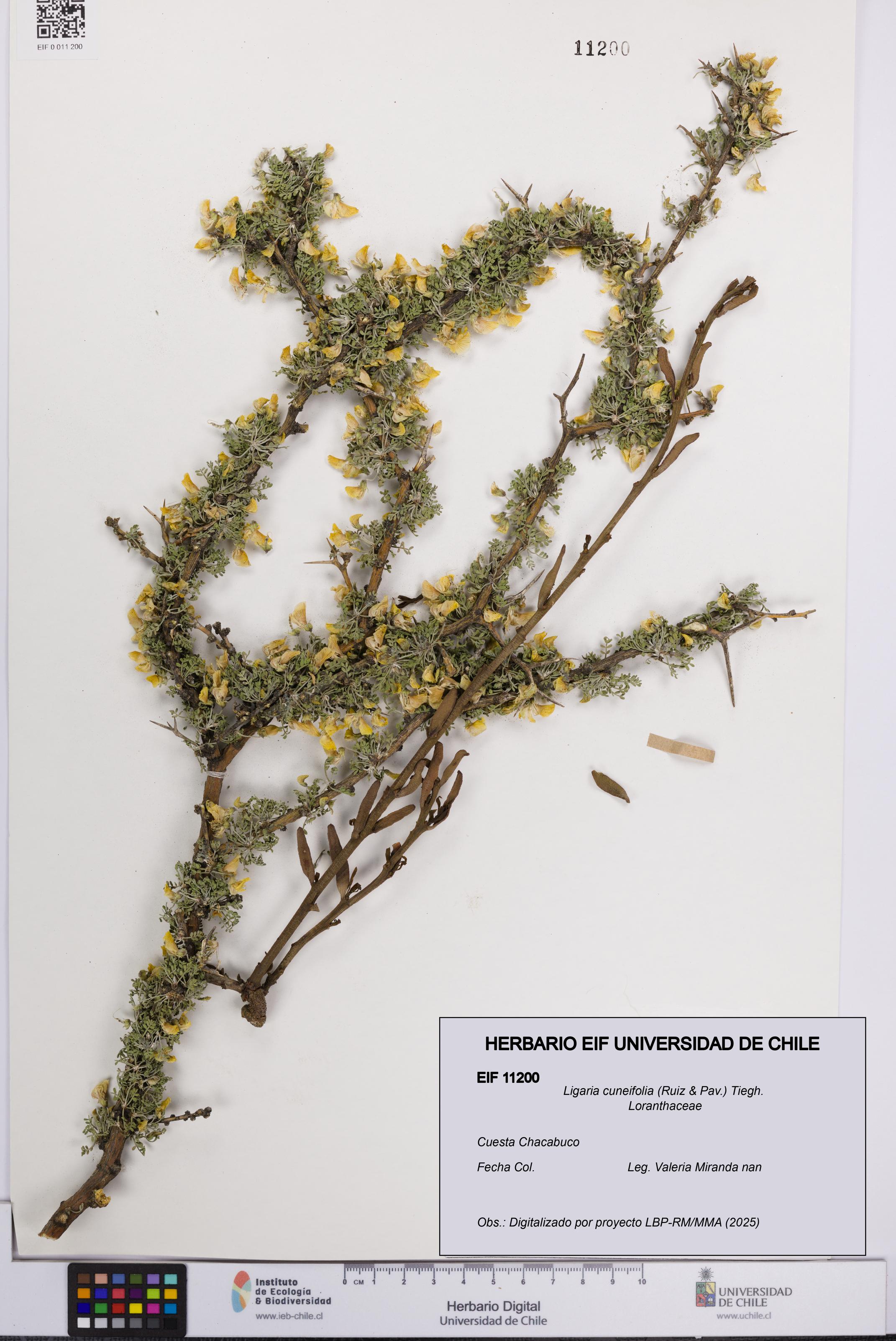 Ligaria cuneifolia [Espécimen: UCH:EIF:0011200]