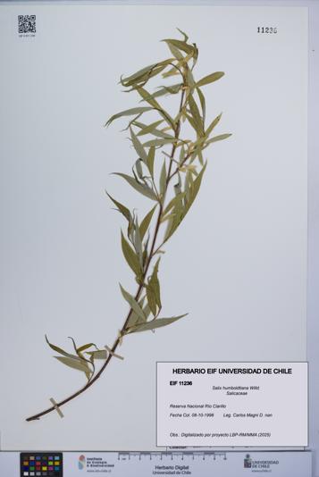 Salix humboldtiana [Espécimen: UCH:EIF:0011236]
