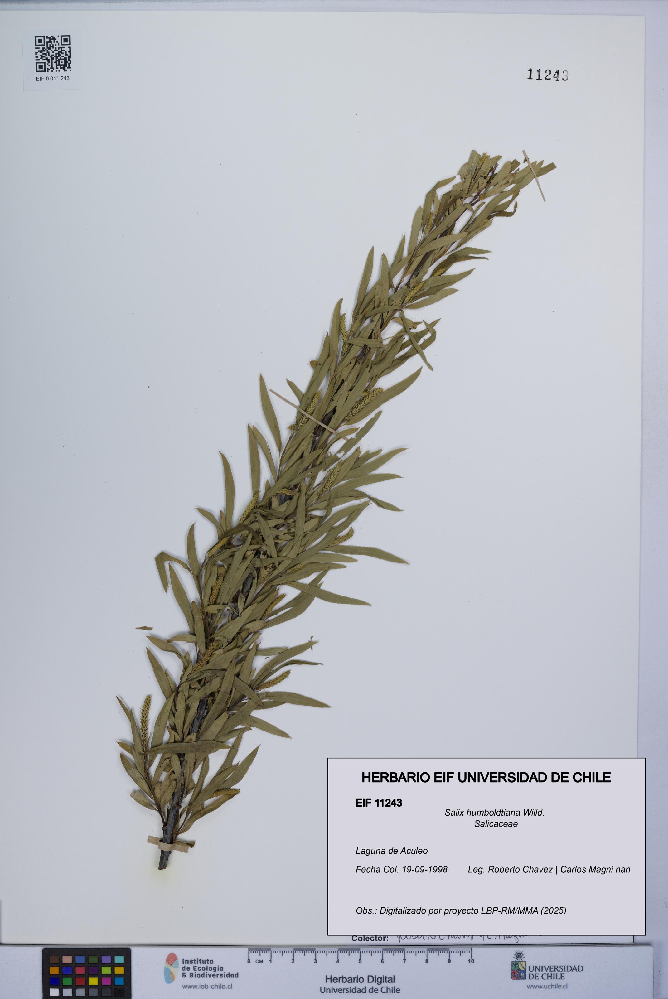 Salix humboldtiana [Espécimen: UCH:EIF:0011243]