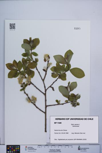 Salix caprea [Espécimen: UCH:EIF:0011245]