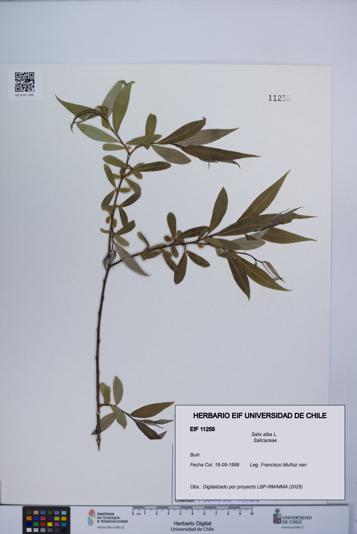 Salix alba [Espécimen: UCH:EIF:0011255]