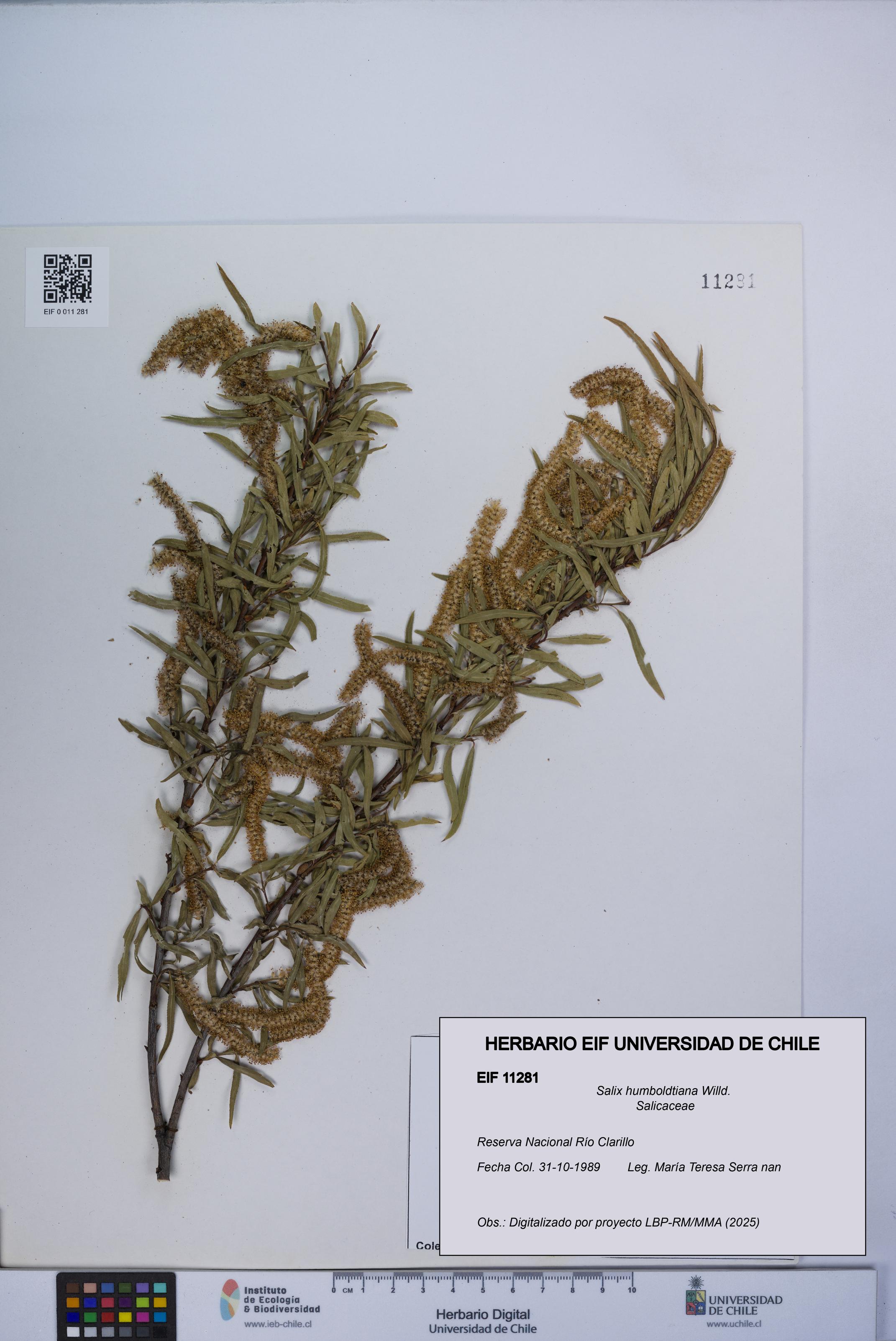 Salix humboldtiana [Espécimen: UCH:EIF:0011281]