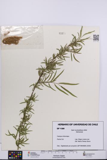 Salix humboldtiana [Espécimen: UCH:EIF:0011283]