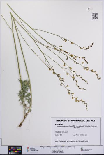 Adesmia papposa var. radicifolia [Espécimen: UCH:EIF:0011286]