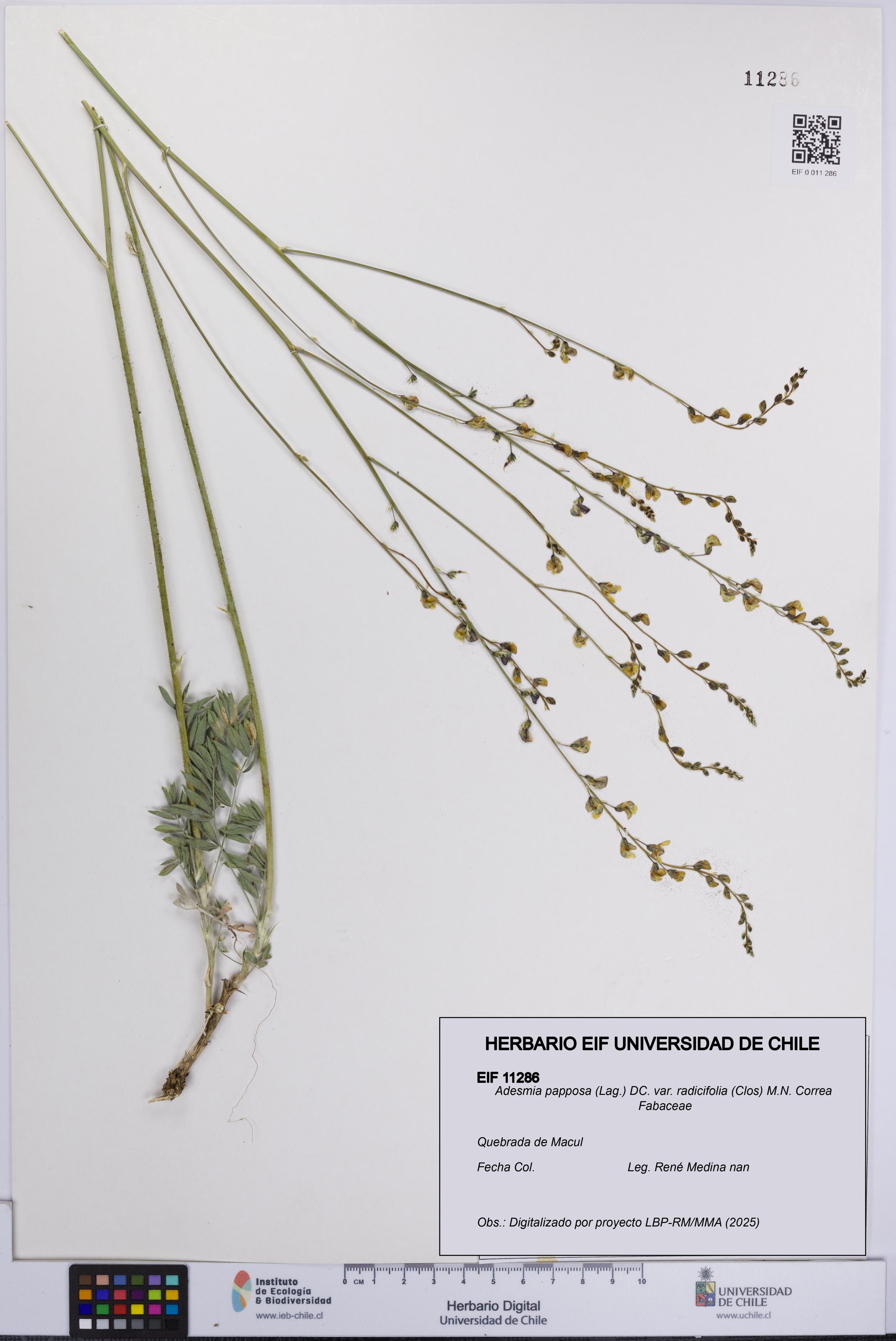 Adesmia papposa var. radicifolia [Espécimen: UCH:EIF:0011286]