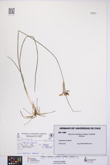 Olsynium scirpoideum [Espécimen: UCH:EIF:0011287]