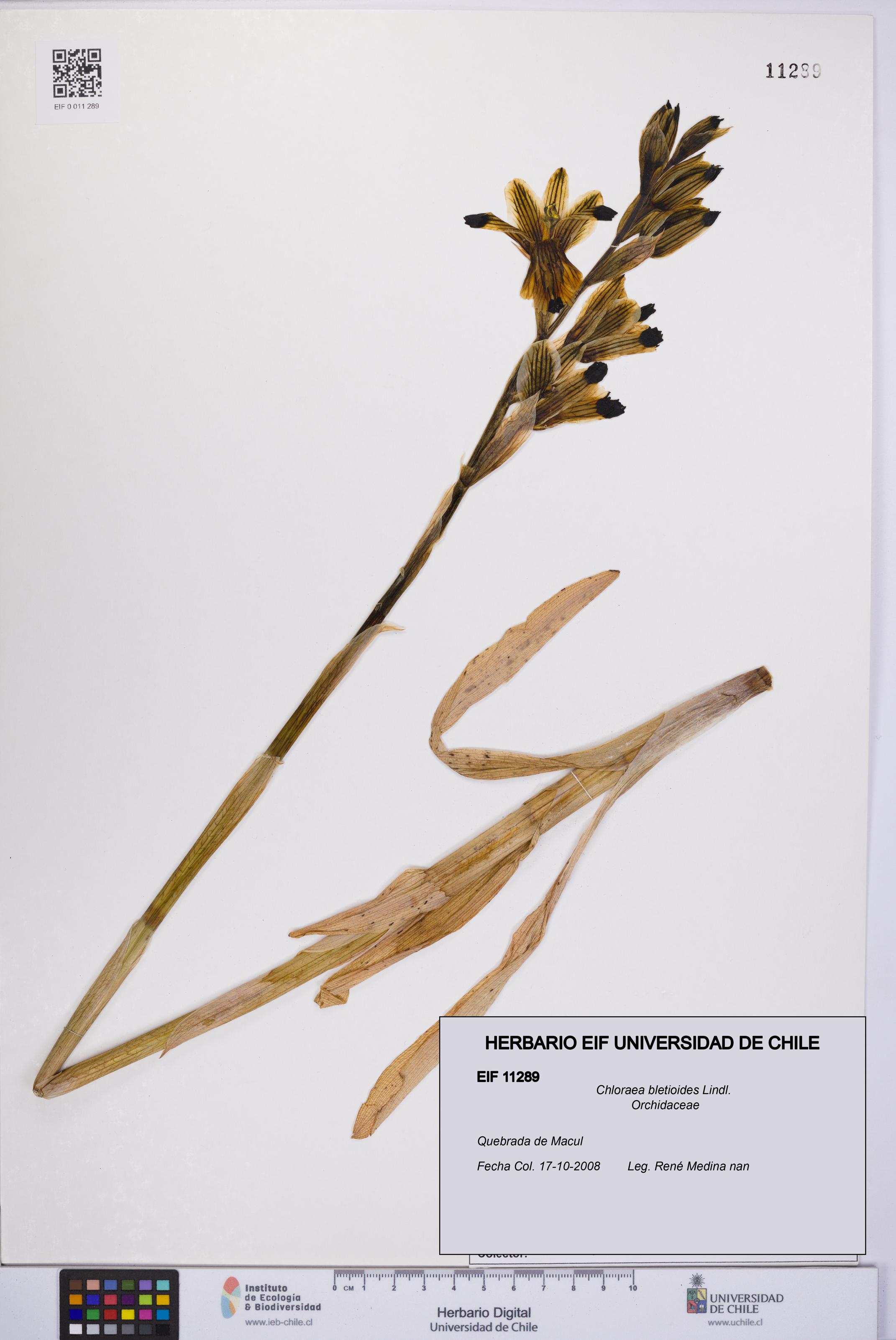 Chloraea bletioides [Espécimen: UCH:EIF:0011289]