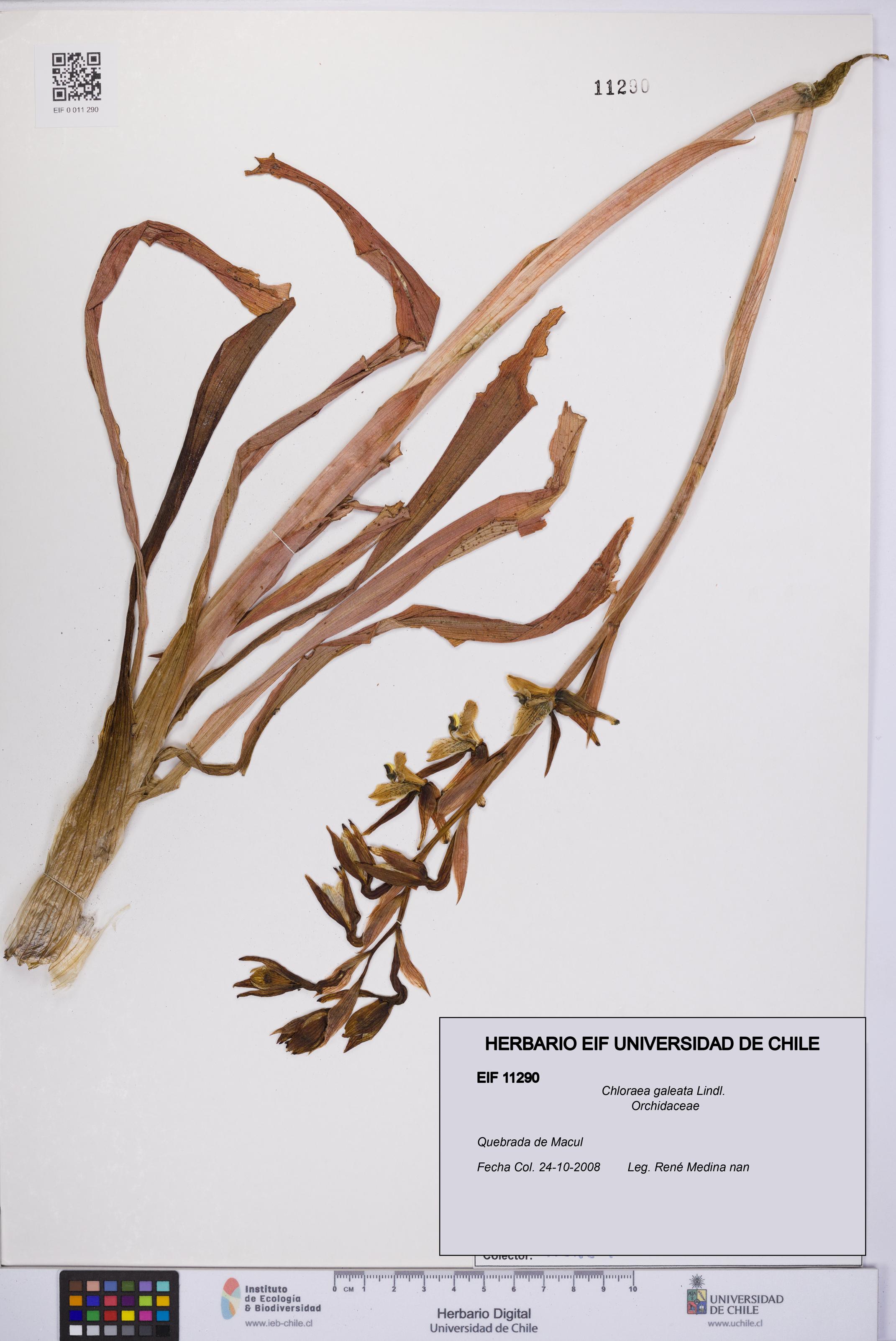 Chloraea galeata [Espécimen: UCH:EIF:0011290]