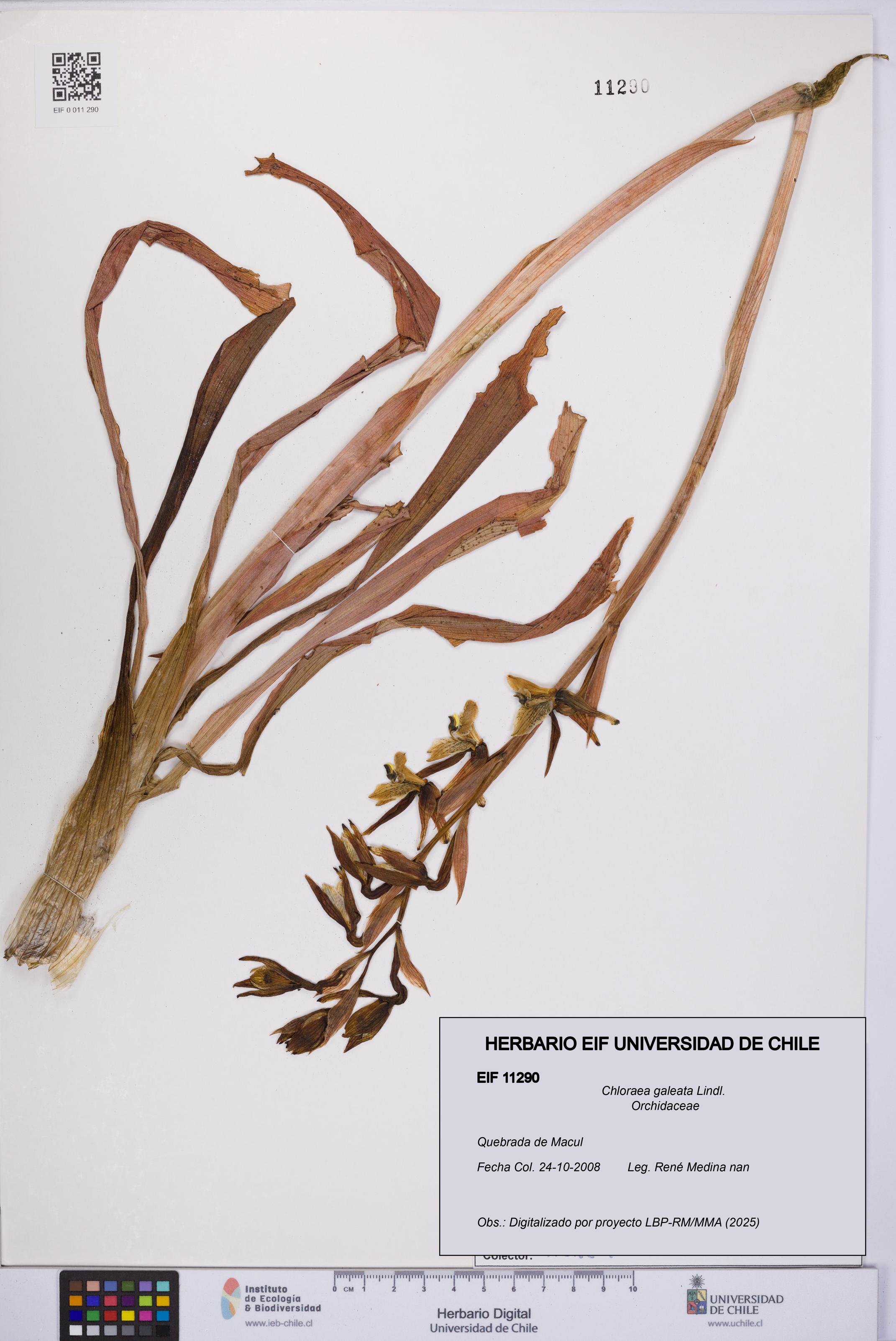 Chloraea galeata [Espécimen: UCH:EIF:0011290]