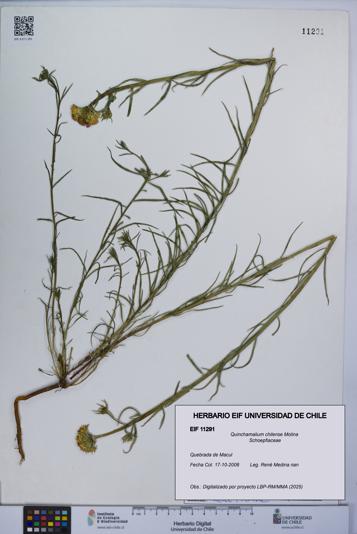 Quinchamalium chilense [Espécimen: UCH:EIF:0011291]